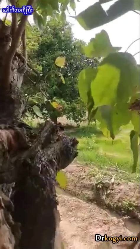 ချောင်းရိုက် Porn Videos .